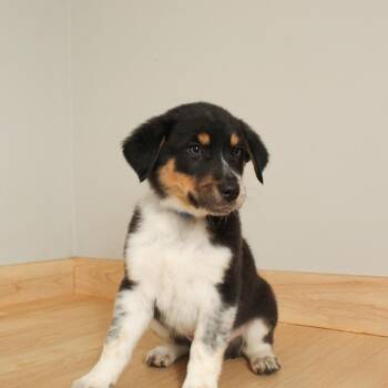 Australian Shepherd and Cattle Dog Dogs Available for Adoption - Randall D68136 | PetCurious