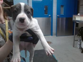Pit Bull Terrier and Mixed Breed Dogs Available for Adoption in Albuquerque, New Mexico - PAGE | PetCurious