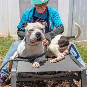 Pacman -  Mixed Breed Dog for Adoption in Chamblee, Georgia - Pacman | PetCurious