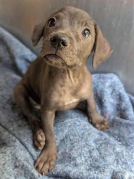SHIVA -  Labrador Retriever Dog for Adoption in San Antonio, Texas - SHIVA | PetCurious