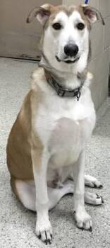 Rescue Siberian Husky and Mixed Breed Dogs for Adoption in Conroe, Texas - ROSCO | PetCurious