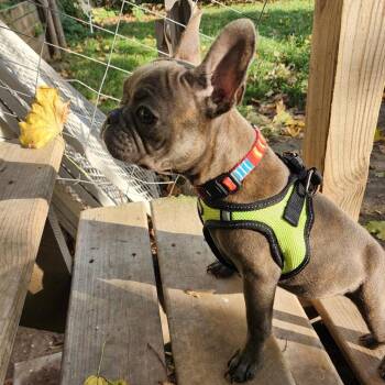 Petunia -  Mixed Breed and French Bulldog Dog for Adoption in Madison, Wisconsin - Petunia | PetCurious