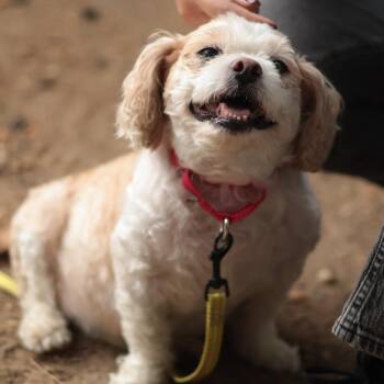 Riya -  Mixed Breed Dog for Adoption in Philadelphia, Pennsylvania - Riya | PetCurious