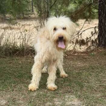 Goldendoodle Dogs Available for Adoption - Ace | PetCurious