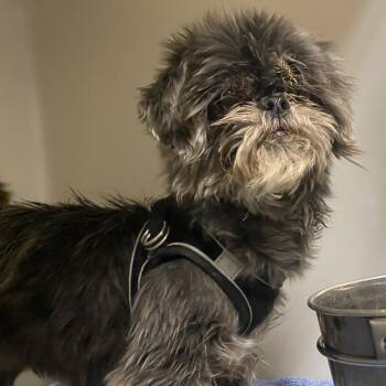 Shih Tzu Dogs Available for Adoption - Teddy | PetCurious