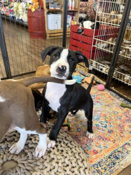 Hound and Terrier Dogs Available for Adoption in Southaven, Mississippi - SPENCER | PetCurious