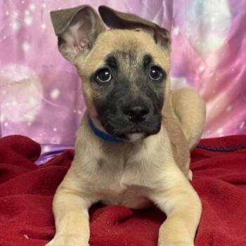 Tabasco -  Pit Bull Terrier and Mixed Breed Dog for Adoption in Fort Collins, Colorado - Tabasco | PetCurious