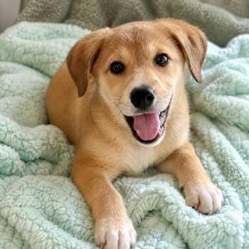 Dean -  Mixed Breed Dog for Adoption in Largo, Florida - Dean | PetCurious