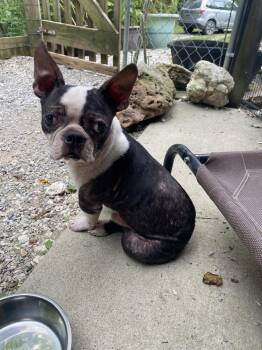 Kaleb Guardian KY4866 -  Boston Terrier Dog for Adoption in Maryville, Tennessee - Kaleb Guardian KY4866 | PetCurious