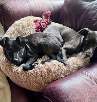 Ripple -  Mixed Breed Dog for Adoption in Polson, Montana - Ripple | PetCurious