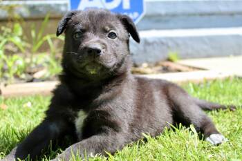 Dozer -  Belgian Shepherd Malinois and Border Collie Dog for Adoption in Rialto, California - Dozer | PetCurious