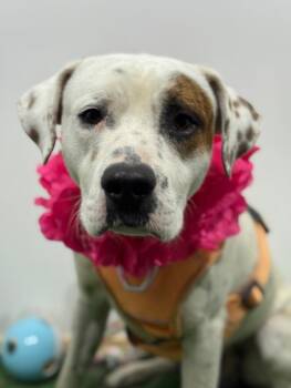 Hawk-One of our Amazing Rescue Dogs -  Pit Bull Terrier and Mixed Breed Dog for Adoption in Carlsbad, California - Hawk-One Of Our Amazing Rescue Dogs | PetCurious