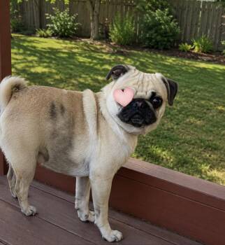 Marshal -  Pug Dog for Adoption in Seattle, Washington - Marshal | PetCurious