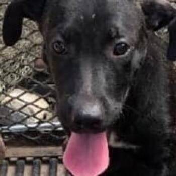 Rescue Labrador Retriever and Hound Dogs for Adoption in Palatine, Illinois - Monica | PetCurious