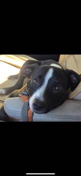 Muffin -  Terrier and Rat Terrier Dog for Adoption in New Haven, Connecticut - Muffin | PetCurious