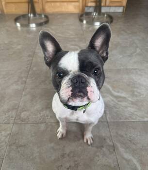 Beau -  French Bulldog Dog for Adoption in Greenacres, Florida - Beau | PetCurious