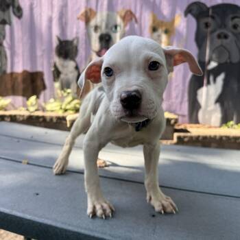 Matilda -  Pit Bull Terrier and Mixed Breed Dog for Adoption in Madison, Wisconsin - Matilda | PetCurious