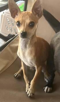 Tiny Freddy -  Chihuahua Dog for Adoption in Longmont, Colorado - Tiny Freddy | PetCurious