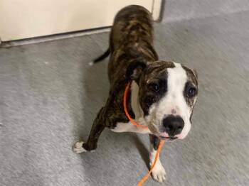 VICKIE -  Pit Bull Terrier and Mixed Breed Dog for Adoption in Tustin, California - VICKIE | PetCurious