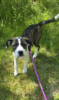 SARAH  -  American Staffordshire Terrier Dog Available for Adoption in Keyser, West Virginia - SARAH  | PetCurious