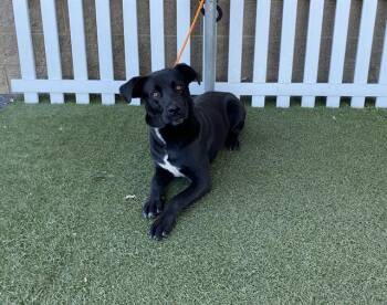 Labrador Retriever Dogs Available for Adoption - A607514 | PetCurious