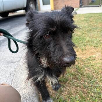 Mixed Breed Dogs Available for Adoption in Chattanooga, Tennessee - Toad | PetCurious