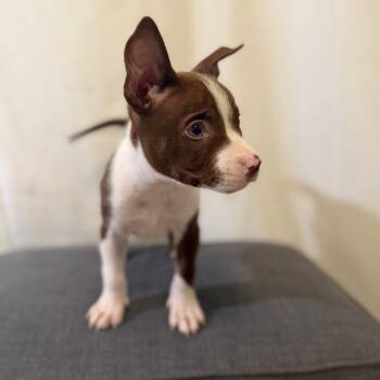 Tito Jackson -  Husky and Pit Bull Terrier Dog for Adoption in Las Vegas, Nevada - Tito Jackson | PetCurious