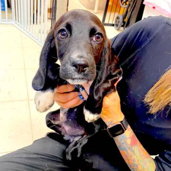 JACK SPARROW -  Basset Hound and Cocker Spaniel Dog for Adoption in Joshua Tree, California - JACK SPARROW | PetCurious