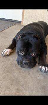 Romeo -  English Bulldog and Terrier Dog for Adoption in New Haven, Connecticut - Romeo | PetCurious