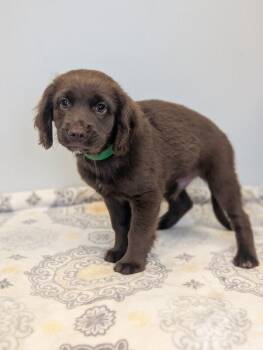 Dodge -  Boykin Spaniel and Golden Retriever Dog for Adoption in Aiken, South Carolina - Dodge | PetCurious