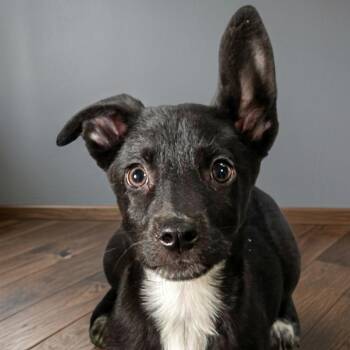 Wakko -  Labrador Retriever and Mixed Breed Dog for Adoption in Normal, Illinois - Wakko | PetCurious