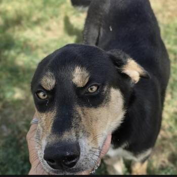Faith -  Mixed Breed Dog for Adoption in Midland, Texas - Faith | PetCurious