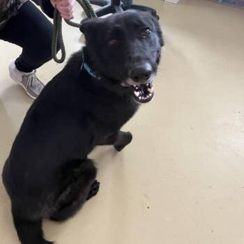 German Shepherd Dog Dogs Available for Adoption - Thea (26-081) | PetCurious