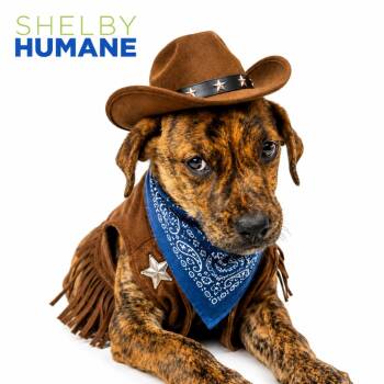 Rip Dutton -  Mixed Breed Dog for Adoption in Columbiana, Alabama - Rip Dutton | PetCurious