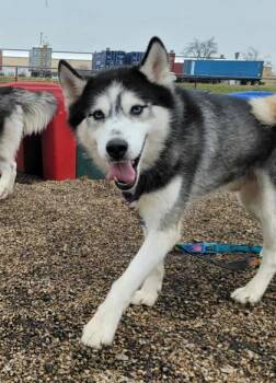 Rescue Siberian Husky Dogs for Adoption in Dekalb, Illinois - Mojito | PetCurious