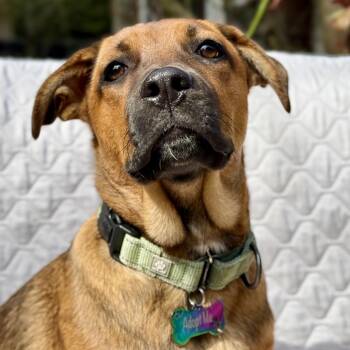 Mixed Breed Dogs Available for Adoption - Layla | PetCurious