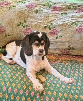 Polly Anna -  Cocker Spaniel Dog for Adoption in Lake City, Florida - Polly Anna | PetCurious
