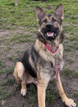 German Shepherd Dog Dogs Available for Adoption - Gyro | PetCurious