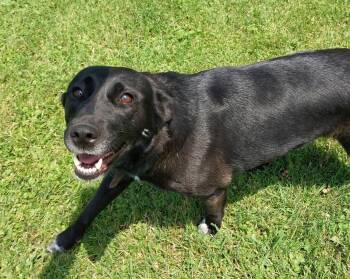 Michelle -  Labrador Retriever and Australian Cattle Dog Blue Heeler Dog Available for Adoption in Sturgis, Michigan - Michelle | PetCurious