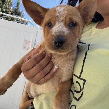River -  Australian Shepherd and Shar Pei Dog for Adoption in Rancho Santa Margarita, California - River | PetCurious