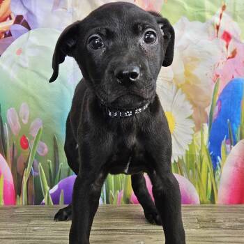 Black Labrador Retriever Dogs Available for Adoption - Pascal | PetCurious
