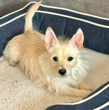 Chihuahua and West Highland White Terrier Westie Dogs Available for Adoption in Mead, Colorado - Lady | PetCurious