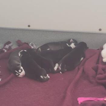 Husky Dogs Available for Adoption in Westminster, California - Everest | PetCurious