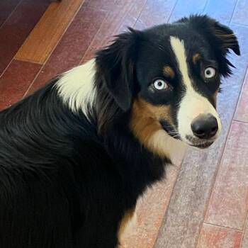 Ariel -  Australian Shepherd Dog for Adoption in Paris, Kentucky - Ariel | PetCurious
