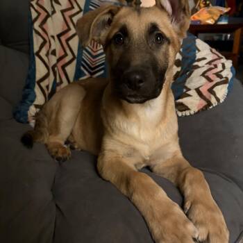German Shepherd Dog Dogs Available for Adoption - Clyde | PetCurious