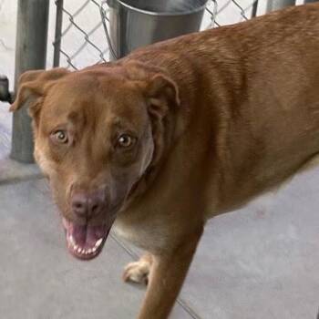 Zoe -  Labrador Retriever Dog for Adoption in Green Valley, Arizona - Zoe | PetCurious