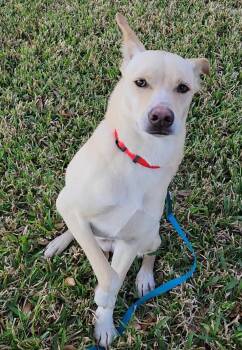 Shepherd Dogs Available for Adoption - Kosler Lane | PetCurious