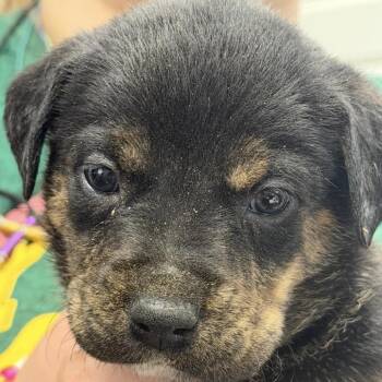 Australian Cattle Dog Blue Heeler Dogs Available for Adoption in Midland, Texas - Mr. Potato Head | PetCurious