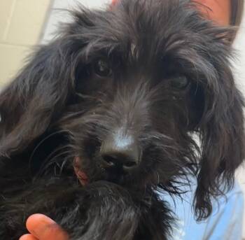 KIMBER -  Poodle Dog for Adoption in Elizabethton, Tennessee - KIMBER | PetCurious