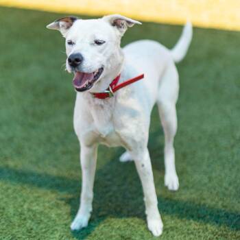 Lola -  Australian Cattle Dog Blue Heeler and Mixed Breed Dog for Adoption in Idaho Falls, Idaho - Lola | PetCurious